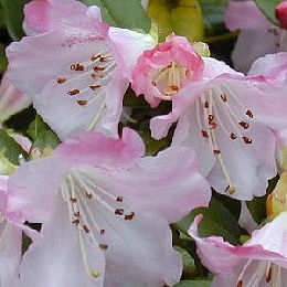 Rododendro 'Cilpinense'